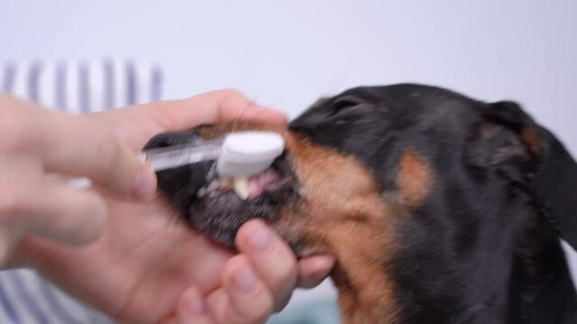 Human cleans teeth and fangs of cute dachshund dog with silicone bristled toothbrush and special toothpaste for pets for oral health care, side view.