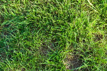 A view of the grass on a sunny day. Background, texture.