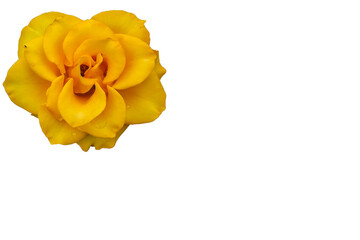 bright blooming rose on an isolated background