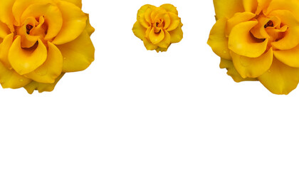 bright blooming rose on an isolated background