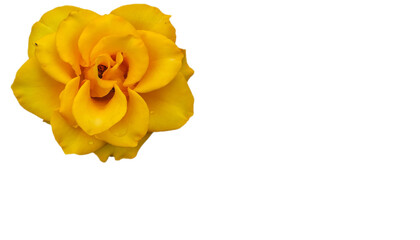 bright blooming rose on an isolated background