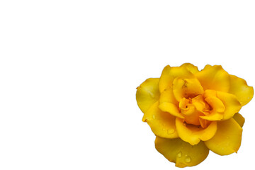 bright blooming rose on an isolated background