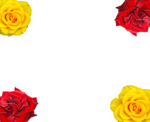 bright blooming rose on an isolated background