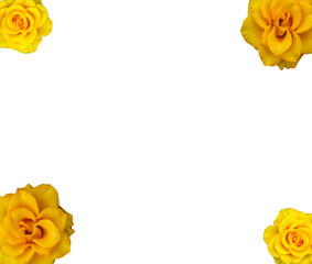 bright blooming rose on an isolated background