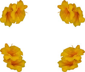 bright blooming rose on an isolated background