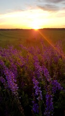 Sunshine over a purple wild flower field in countryside. Sunset in the twilight of a summer evening.
