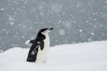 Chin strap penquin in the snow Half Moon Island Antarctica.