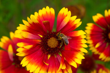 A striped bee sits on a red-yellow flower and collecting nectar. Bokeh