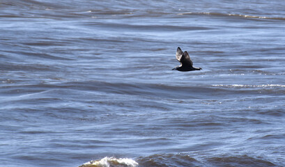 Fototapeta premium seagull on the water