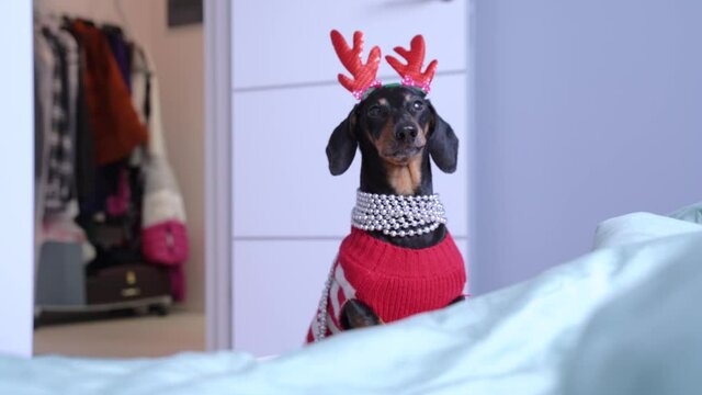 Funny little dachshund wearing winter knitted pullover and red Christmas deer horns comes from wardrobe to family bed and barks, calling the owners. Concept of preparations for holiday.