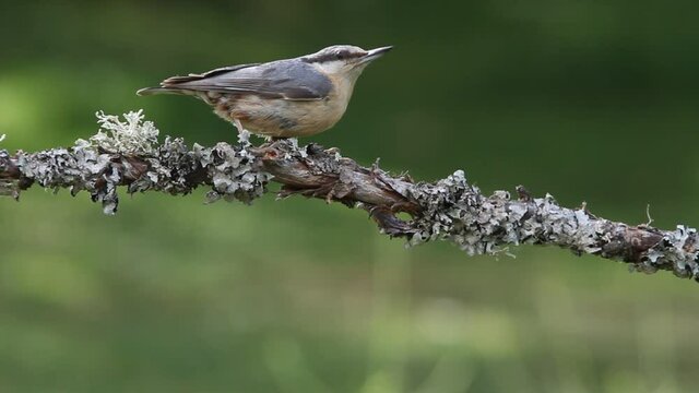 Eurasian nuthatch with the last lights of the evening