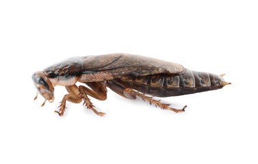 Brown cockroach isolated on white. Pest control