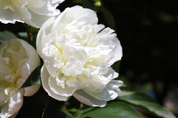 Closeup view of blooming white peony bush outdoors