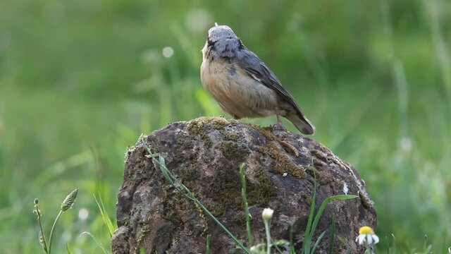 Eurasian nuthatch with the last lights of the evening