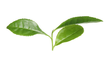 Green leaves of tea plant isolated on white