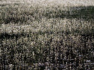 Blooming surface of the swamp. White small flowers on the water