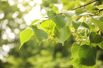 Obraz premium Closeup view of linden tree with fresh young green leaves and blossom outdoors on spring day