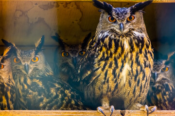 beautiful portrait of a group of eurasian eagle owls, popular bird specie form Eurasia