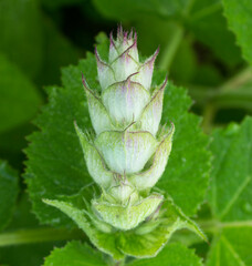 Clary Sage (Salvia sclarea) bud and leaves. Aromatic Sage young sprout in bloom with purple and violet little flowers growing in herb garden. Salvia viridis blossom, medicinal herb