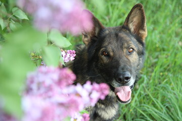Deutscher Schäferhund blauer Flieder blüht