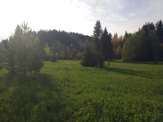 Obraz premium forest in the morning