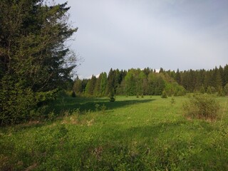 Obraz premium landscape with trees