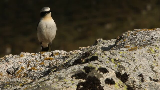 Northern wheatear male on one of the rocks of his breeding territory, Oenanthe oenanthe