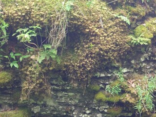 moss on the rocks