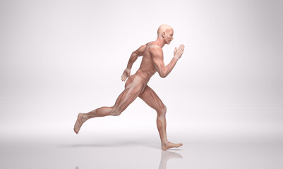 3D Rendering : a running male character with muscle tissues display