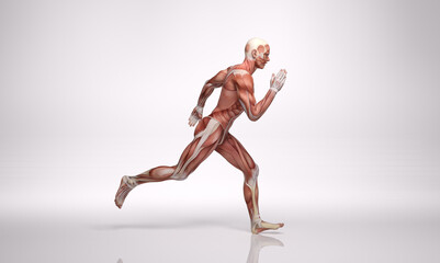 3D Rendering : a running male character with muscle tissues display