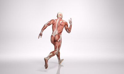 3D Rendering : a running male character with muscle tissues display