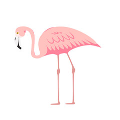 Colorful pink decorative flamingo isolated on white background. Vector Illustration