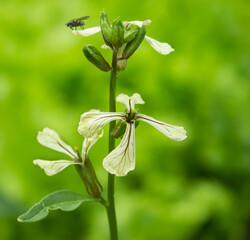 Rocket, Arugula flowering, close up. Arugula flowers and buds. Arugula or Rucola, Eruca sativa plant. Food spice and herbs. Spring garden in countryside. Selective focus, blurred background
