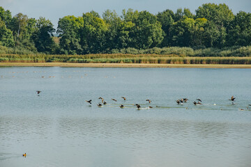 Flight of wild geese in the natural environment.