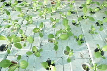 Fresh pakchoy mustard hydroponic plants