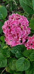 hydrangea