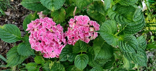 hydrangeas garden pink green petals leaves happy bright