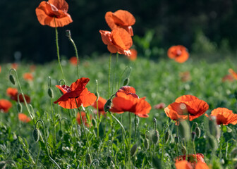 bright red poppies, fragments of poppy petals on a blurred background