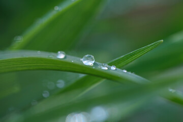 Dew drops on a blade of green grass. Selective focus