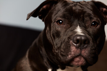 American pit bull terrier. Close up.	