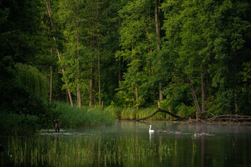 Familienausflug Schwan