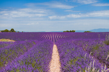 Fototapeta na wymiar Lavender flower fields. Provence, France Purple nature