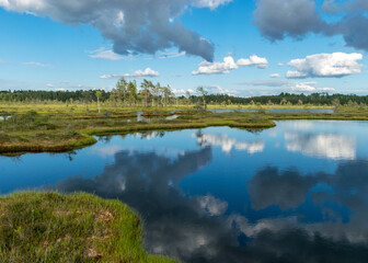 summer landscape from the swamp, white cumulus clouds reflect in the dark swamp water. Bright green bog grass and small bog pines on the shore of the lake. Nigula bog, Estonia.