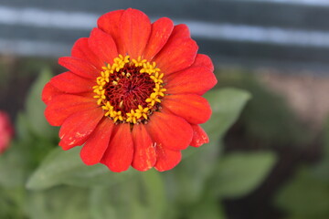 red flower in the garden