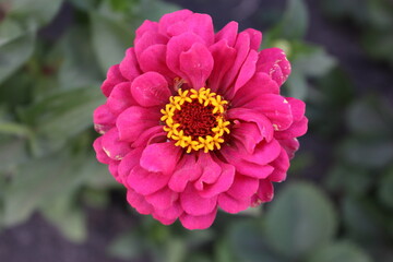 Fototapeta premium pink dahlia flower