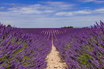 Lavender flower fields. Provence, France
Purple nature