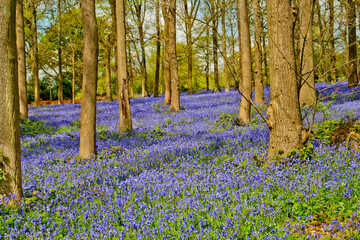 Bluebell Woods at The Spinney in Greys Court Rotherfield Greys near Henley on Thames Oxfordshire England UK