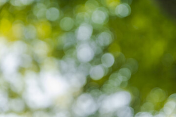 Obraz premium Abstract blurred nature background with bokeh for creative designs