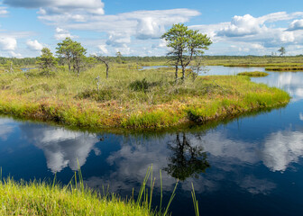 Obraz premium summer landscape from the swamp, white cumulus clouds reflect in the dark swamp water. Bright green bog grass and small bog pines on the shore of the lake. Nigula bog, Estonia.