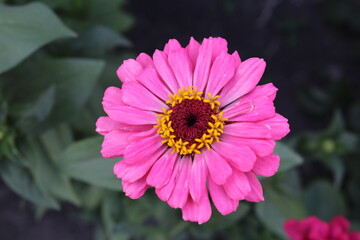 Obraz premium pink dahlia flower